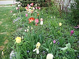 71 Nancy's Garden [2009 May 10]